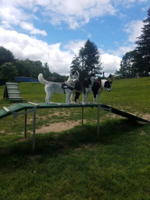 Newtown Park & Bark