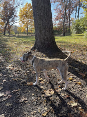 Ruff & Tumble Dog Park