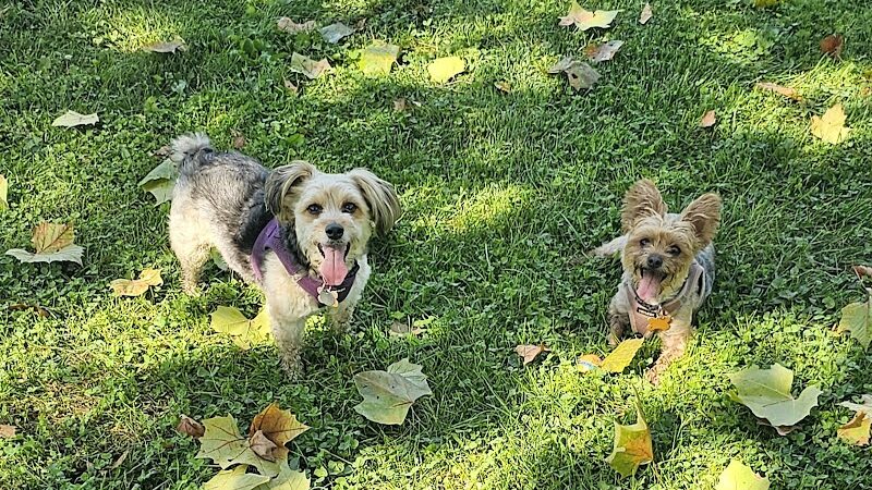 Ruff & Tumble Dog Park - Niles, MI