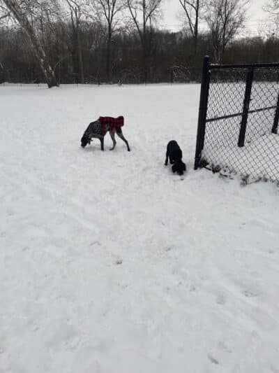 Ruff & Tumble Dog Park - Niles, MI