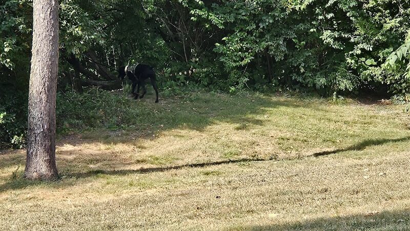 Ruff & Tumble Dog Park - Niles, MI