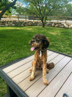 Rusty's Ranch Dog Park