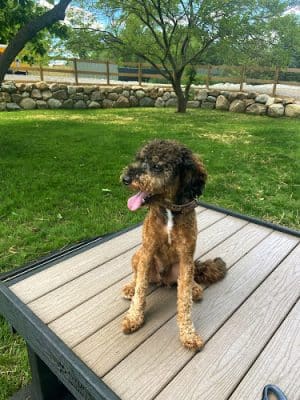 Rusty's Ranch Dog Park
