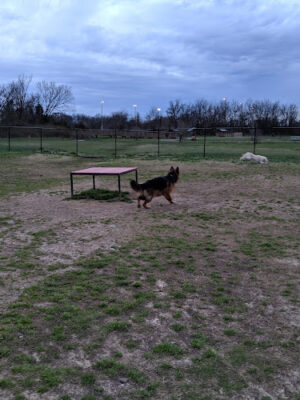 Nolensville Dog Park