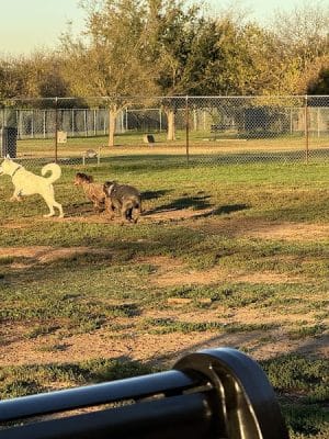 Norman Community Dog Park