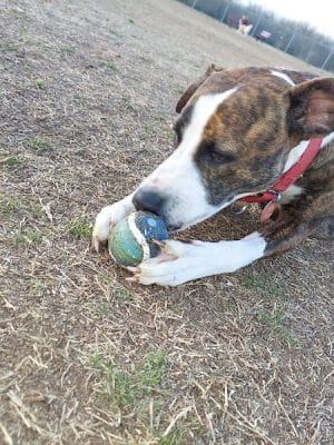 Norman Community Dog Park