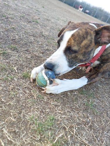 Norman Community Dog Park