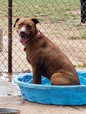 Norman Community Dog Park