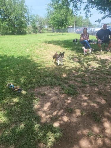 Norman Community Dog Park
