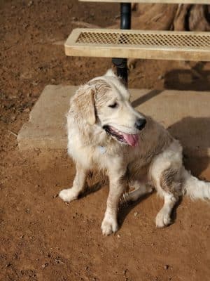 Norman Community Dog Park