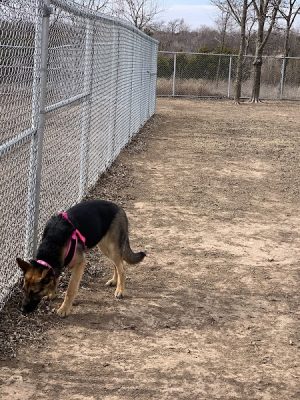 Ruby Grant Park Dog Park and Disc Golf Course