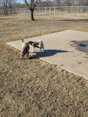 Ruby Grant Park Dog Park and Disc Golf Course