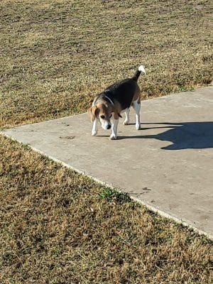 Ruby Grant Park Dog Park and Disc Golf Course