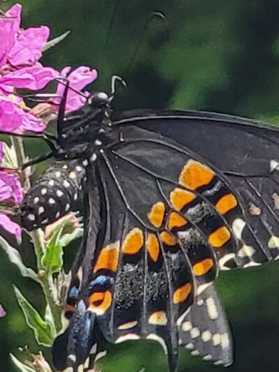 Norristown Farm Park - Norristown, PA