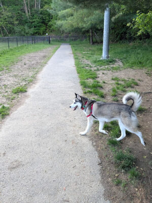North Adams Dog Park