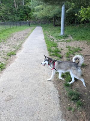 North Adams Dog Park