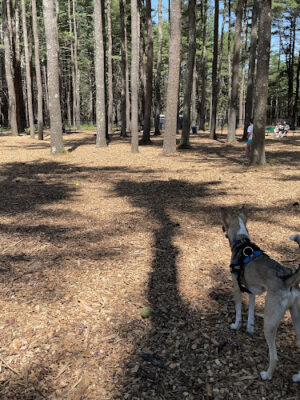 North Attleboro Dog Park & Trails
