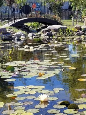 Mark R. Frazer Sunrise Garden