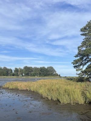 Wetlands Overlook Park