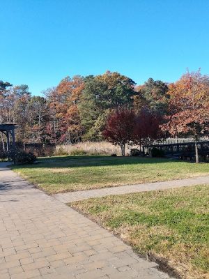 Wetlands Overlook Park