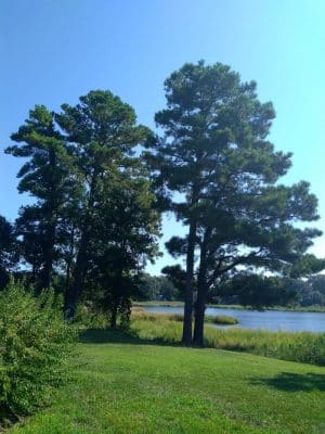 Wetlands Overlook Park