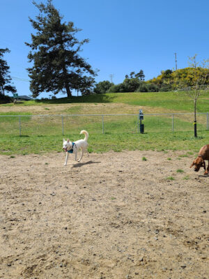 Dog-Park