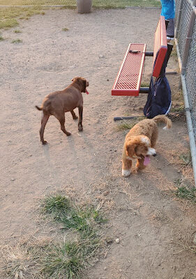 Dog Park