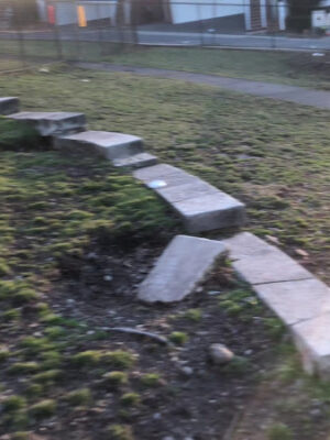 Dog Park