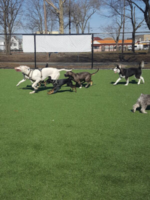 North Hudson County Park - Dog Park