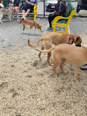 Billerica Dog Park