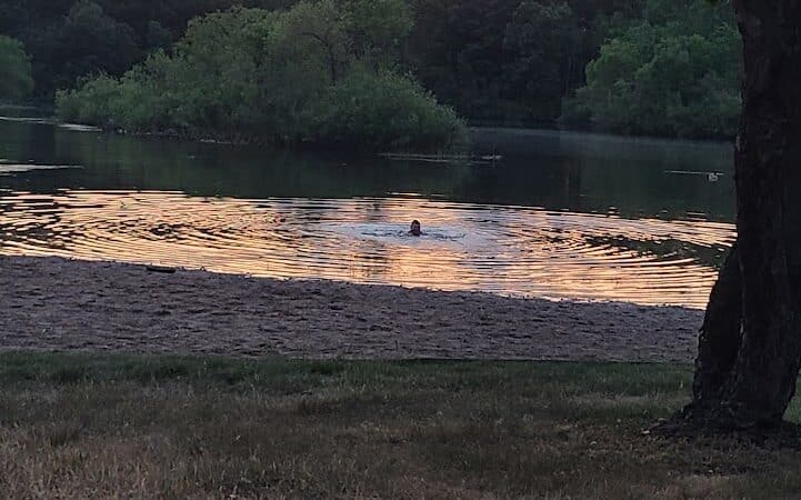 Checkerboard Dog Park - North Branch,