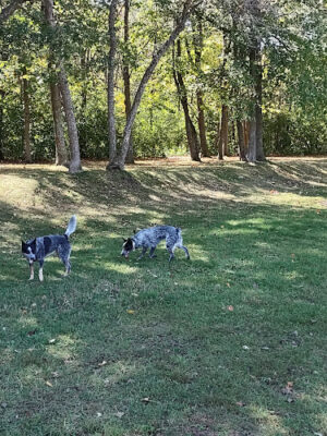 Checkerboard Dog Park