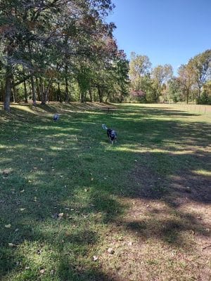 Checkerboard Dog Park