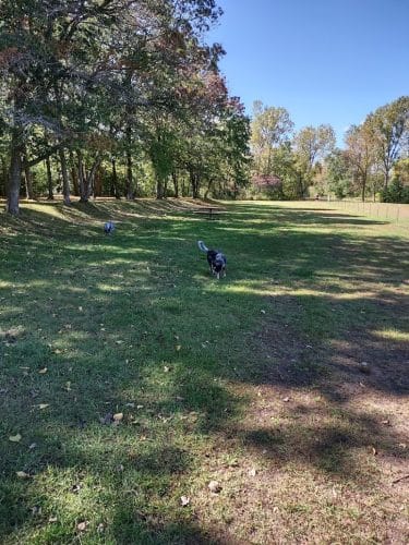 Checkerboard Dog Park