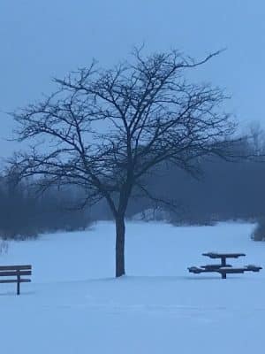 Checkerboard Dog Park