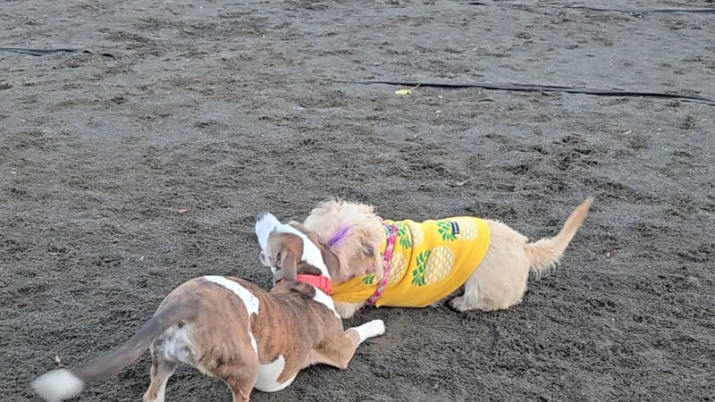 Hilltop Reservation Dog Park - North Caldwell, NJ