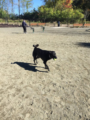 Hilltop Reservation Dog Park