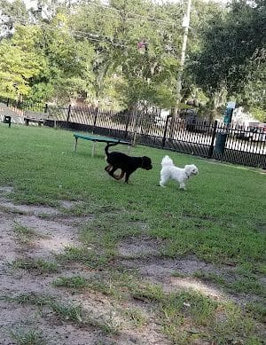 Mixson Avenue Dog Park