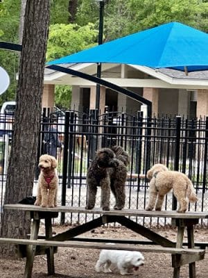 Wannamaker Dog Park