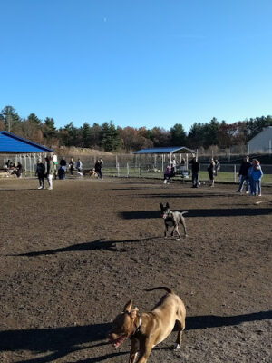 Chelmsford Dog Park