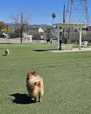 Whitnall Off Leash Dog Park