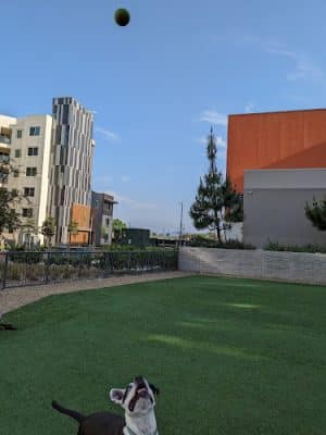 Dog Park at NOHO West
