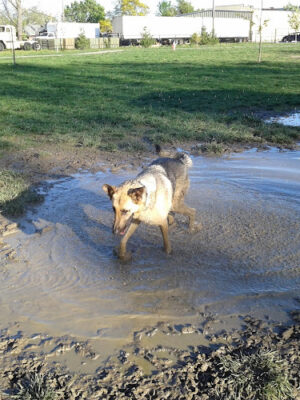 Waggin' Trail Dog Park