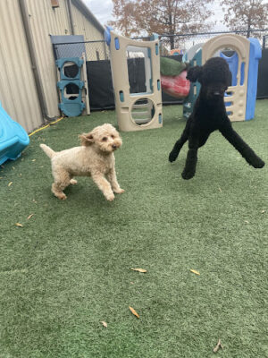 Pawsh Park