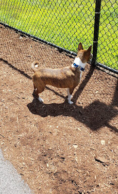Oxford Dog Park