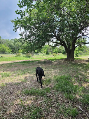 Waggin’ Tails Bark Park