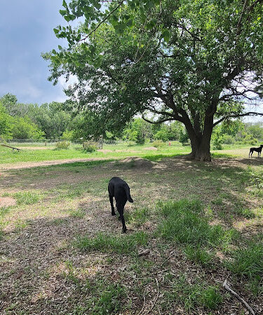 Waggin’ Tails Bark Park