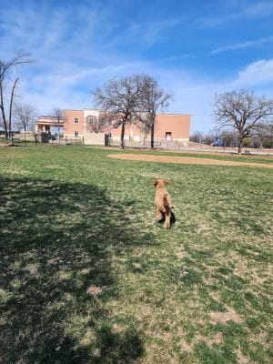NRH Tipps Canine Hollow Dog Park