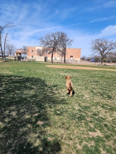NRH Tipps Canine Hollow Dog Park