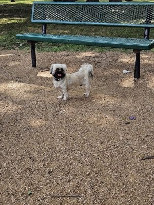 NRH Tipps Canine Hollow Dog Park
